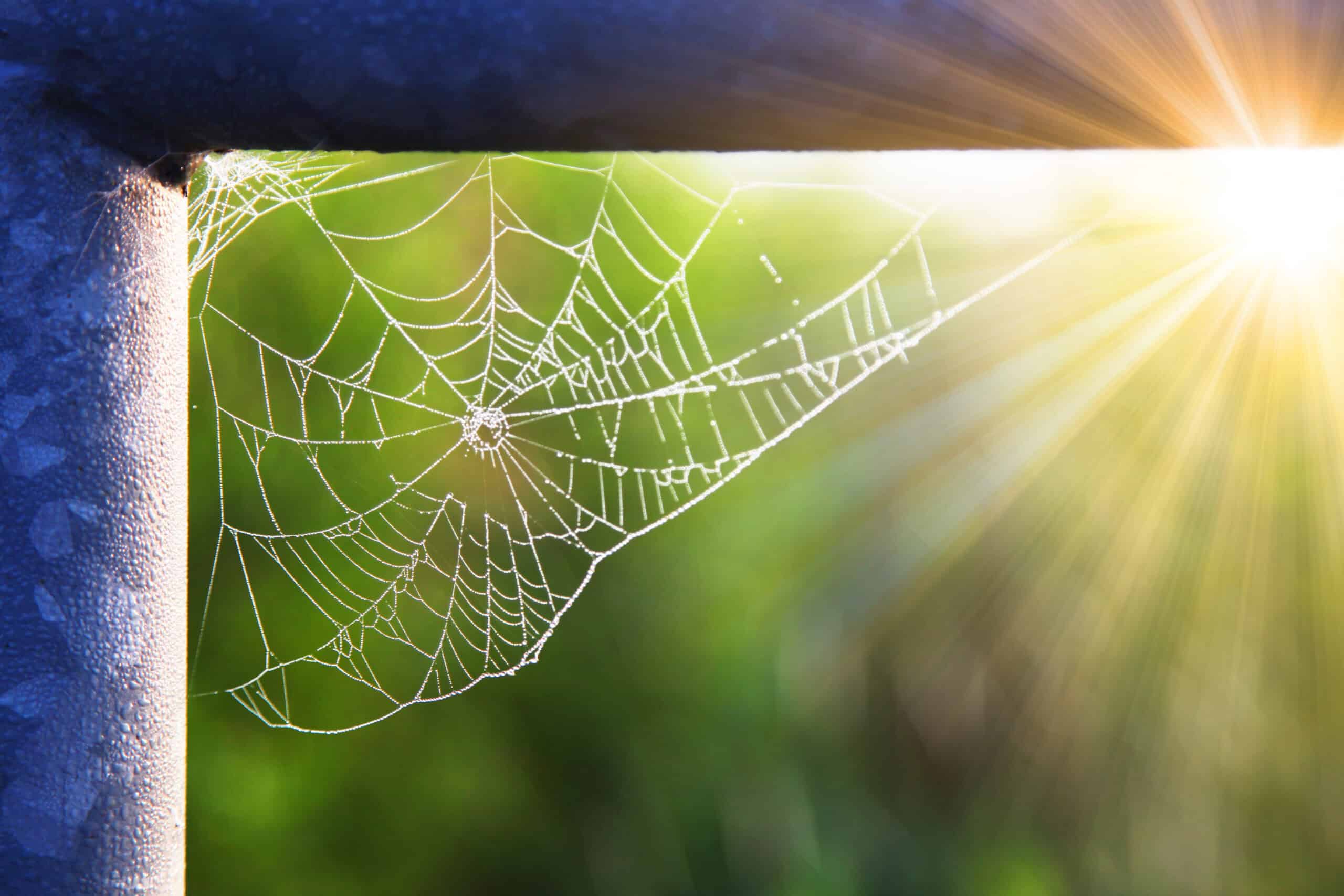 Das Netz einer Spinne