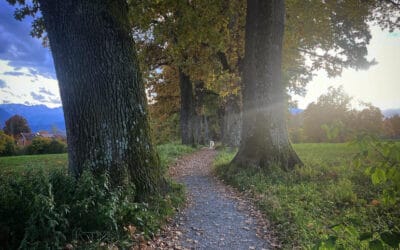 Die hohe Kunst der Manipulation